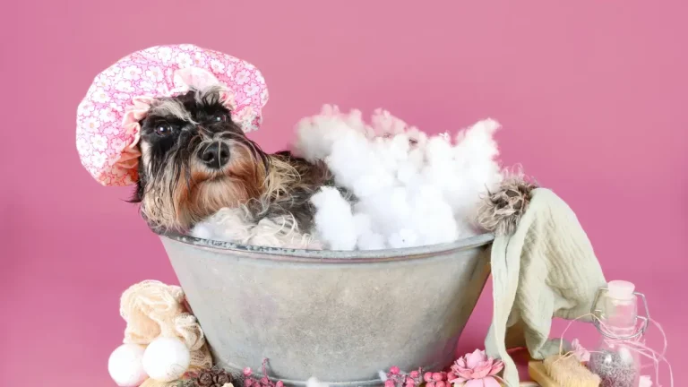 hond in een bubbelbad, roze achtergrond